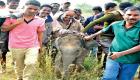 جنون السيلفي في الهند يعرض فيلا صغيرا للخطر