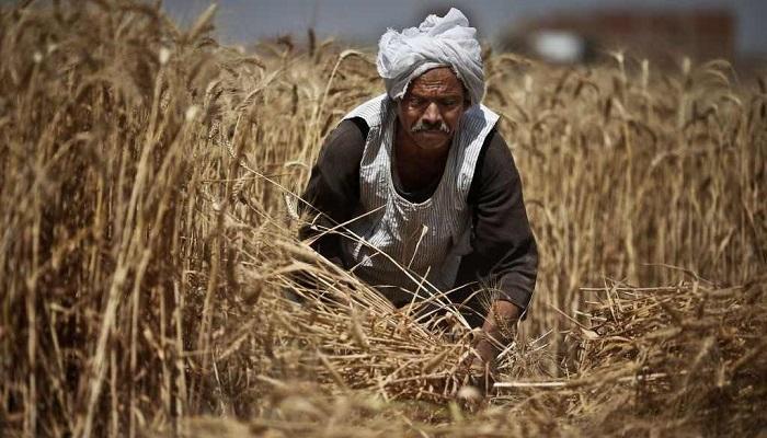 مصر أكبر مشتر للقمح في العالم