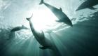 الدلافين لديها شبكات تواصل اجتماعي أفضل من البشر