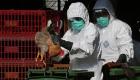 اليابان.. إعدام 91 ألف دجاجة بسبب إنفلونزا الطيور