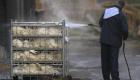 بريطانيا ترصد إصابات بإنفلونزا الطيور