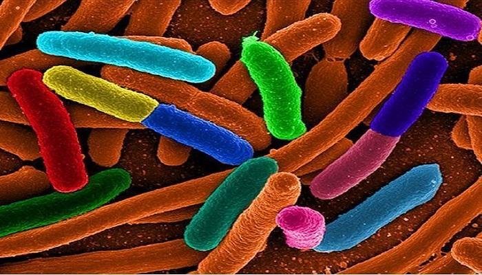 تحذيرات من البكتيريا الخارقة في السعودية