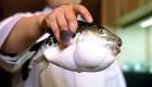 البحث عن أسماك قاتلة بيعت بالخطأ في مدينة يابانية