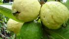السعودية تحظر استيراد الجوافة المجمدة والمصنَّعة من مصر 