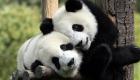 زوجان من الباندا يغادران الصين لقضاء 15 عاما في فنلندا