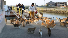 أوشيما.. جزيرة تحكمها القطط في اليابان