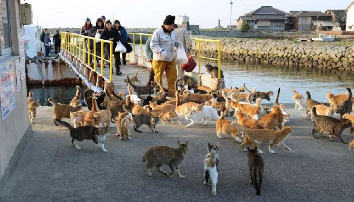 أوشيما.. جزيرة تحكمها القطط في اليابان