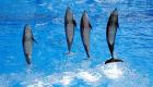 فرنسا تُلغي الحظر على تربية الحيتان والدلافين