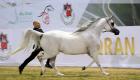 خيول الإمارات تحصد 3 ذهبيات في بطولة كأس كل الأمم بألمانيا