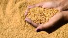 المغرب يلغي الرسوم الجمركية على القمح اللين في أول نوفمبر