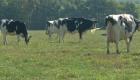 شركة سويسرية تكافح التغير المناخي بعلف للأبقار
