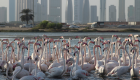"وايلد دبي".. فيلم وثائقي يرصد تنوع وثراء الحياة البرية