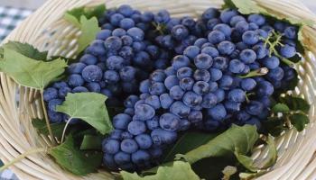 خصائص العنب تكافح سرطان الرئة