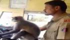 قرد يقود حافلة تحمل ٣٠ راكبا في الهند