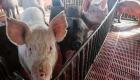 الصين تحظر واردات الخنازير من اليابان وبلجيكا لمواجهة الحمى