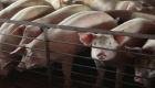 الصين تعلن تفشيا جديدا لحمى الخنازير الأفريقية شمال شرق البلاد