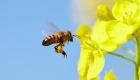 دراسة أمريكية: الكسوف الكلي للشمس يوقف نشاط النحل