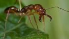 اكتشاف أمريكي يدعم مساعي إنتاج مضادات حيوية من النمل