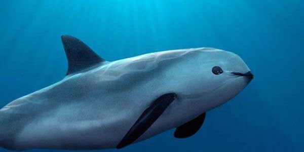 دلافين الفاكويتا المهددة بالانقراض تعاود الظهور في المكسيك
