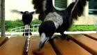 "طيور غاضبة" تروع نوابا أستراليين حول البرلمان