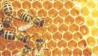 علماء يكتشفون سر نشاط النحل
