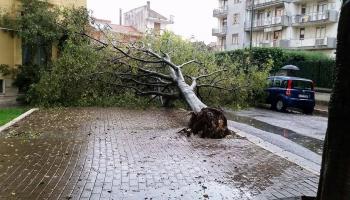 الطقس السيئ يقتلع شجرة - صورة أرشيفية