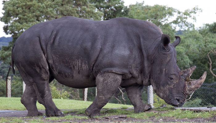 وحيد القرن الأسود النادر 