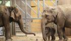 تظاهرات تطالب بإطلاق سراح آخر فيلة حديقة حيوان جوهانسبورج