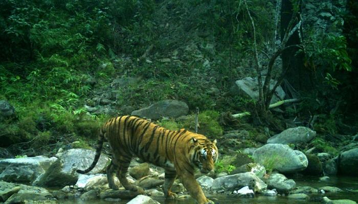 آلات تصوير خفية لرصد النمور في نيبال - صورة أرشيفية