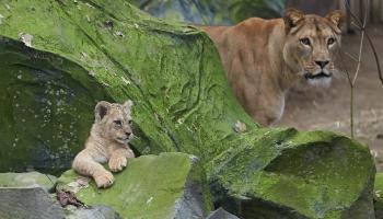 أسد وشبل في بيئتهم الطبيعية