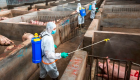الصين: خطوات صارمة لمكافحة حمى الخنازير الأفريقية