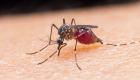 "الصحة العالمية" تطالب بتركيز جهود مكافحة الملاريا في 12 دولة