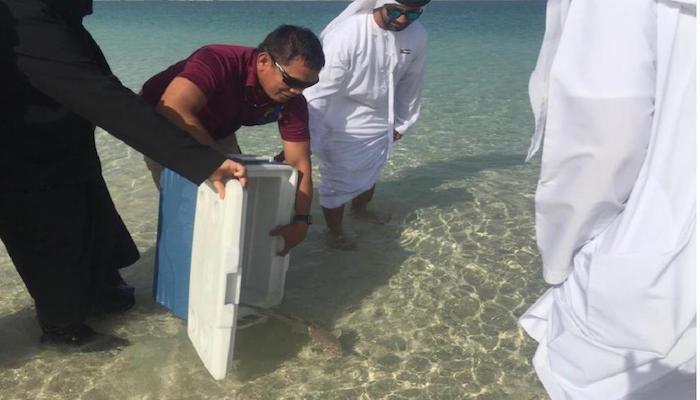 بلدية دبي تطلق أسماك "اليريور" في محمية جبل علي
