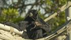 حديقة حيوانات أمريكية تحتفي بمولود جديد من قرود السيامانج