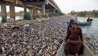 الصحة العالمية: نفوق أسماك العراق بسبب المعادن الثقيلة والأمونيا
