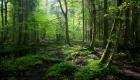 بولندا تدعو لزراعة غابات حول العالم لامتصاص انبعاثات الكربون