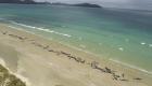 نفوق 145 حوتا على شاطئ في نيوزيلندا