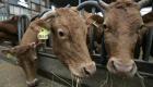 السويسريون يرفضون الحفاظ على "كرامة الماشية" ويؤيدون نزع قرون الأبقار