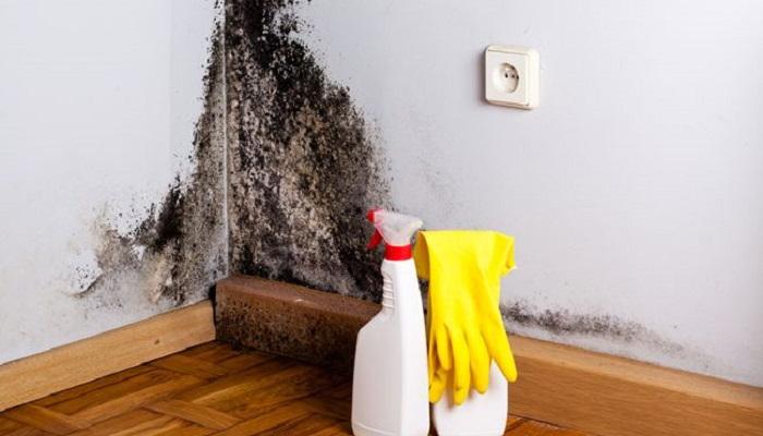 نتيجة بحث الصور عن طريقة التخلص من العفونة السوداء على حيطان البيت"