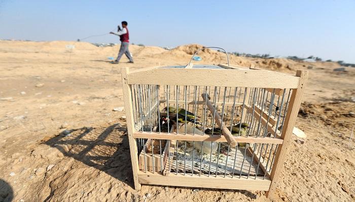 اصطياد الطيور المغردة مهنة لكسب العيش في غزة