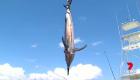 اصطياد سمكة عملاقة قبالة سواحل أستراليا