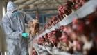 تفشي فيروس إنفلونزا الطيور في مزرعة للدواجن بإيران