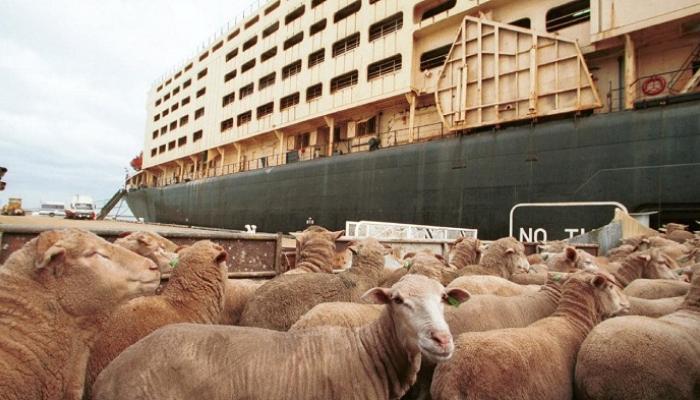 القرار يستهدف مكافحة نفوق الأغنام خلال شحنها عن طريق البحر
