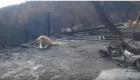 بالفيديو.. كلب يحرس منزل مالكته الغائبة 30 يوما بعد نجاته من حرائق كاليفورنيا