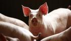 حظر تربية الخنازير في مناطق بالصين لمنع انتشار الحمى الأفريقية