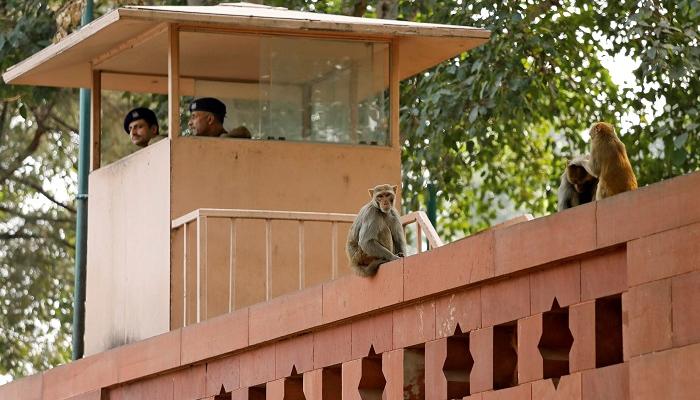 القرود تنتشر حول مقرات الحكومة الهندية في نيودلهي