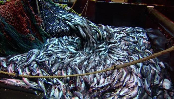 المكسيك تخسر معركة "التونة" أمام أمريكا - صورة أرشيفية