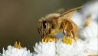 لقاح جديد لمواجهة انخفاض أعداد النحل في العالم