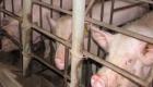تفشي حمى الخنازير الأفريقية بجنوب الصين