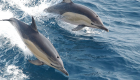 نفوق الدلافين بسبب تغير المناخ جنوب أستراليا